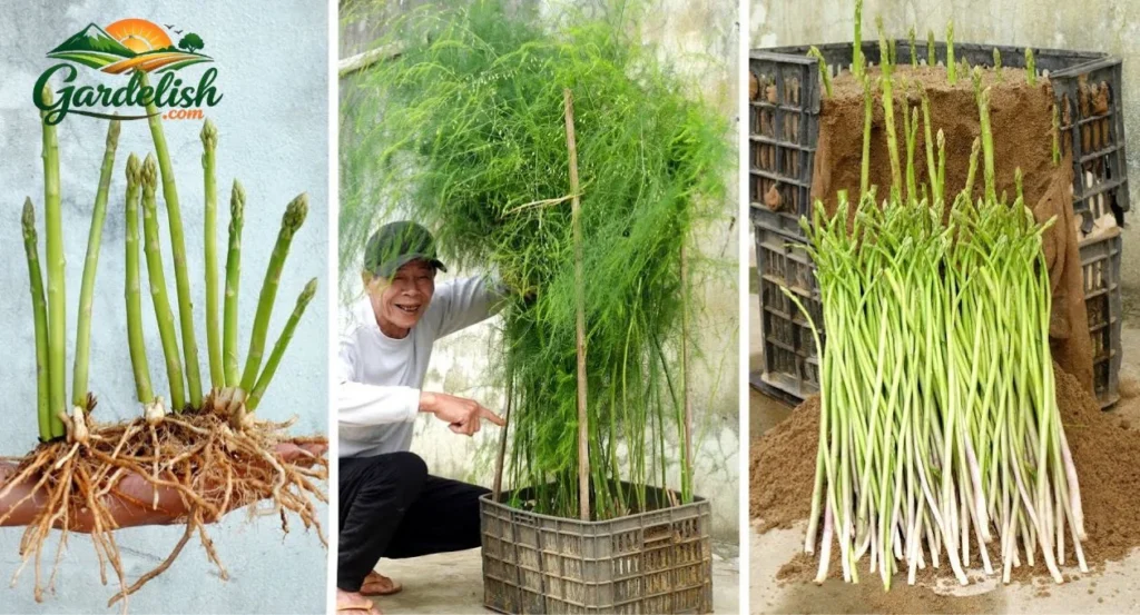 Asparagus Shortage: What It Means for Gardeners and How to Grow Your Own Supply banana shortage (2)