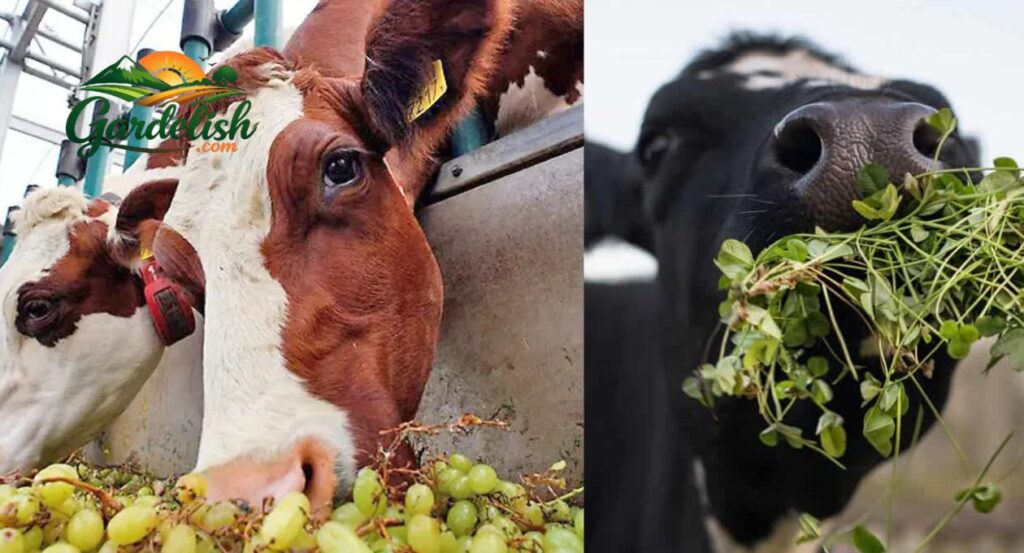 can cows eat grapes