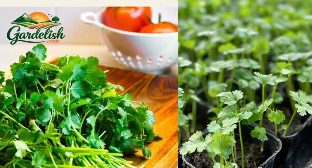 cilantro shortage