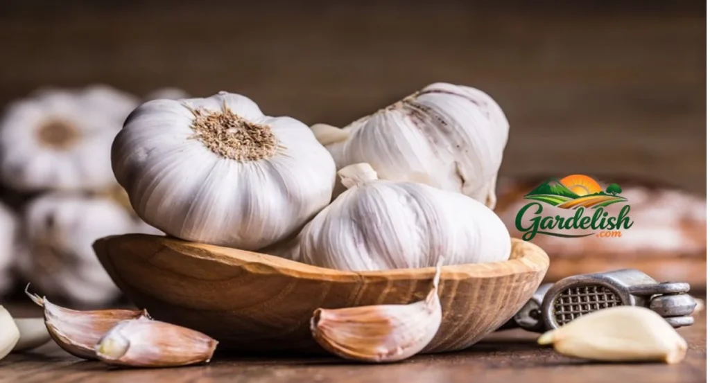 garlic shortage (1)