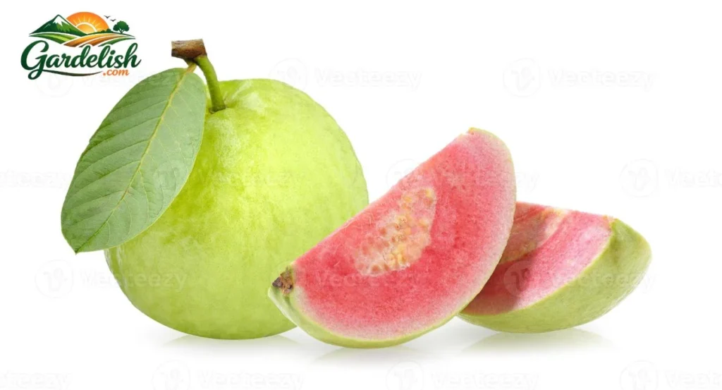 Guava Like Fruit: The Best Similar Fruits to Grow, Taste, and Identify guava like fruit (1)