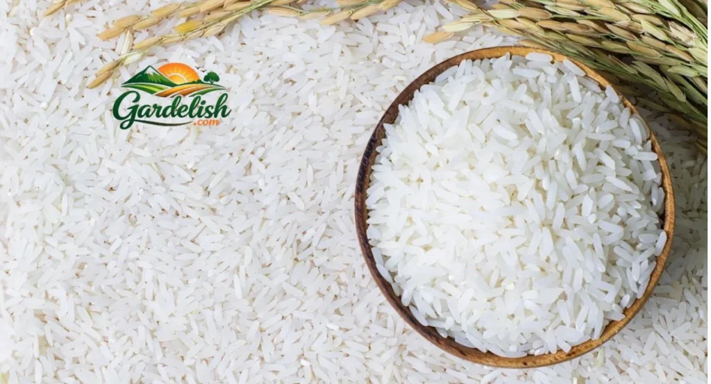 is rice a vegetable