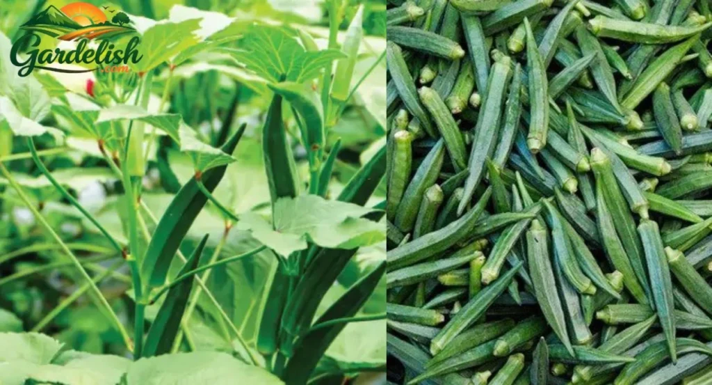 okra shortage