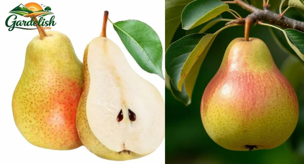 Pear Shaped Fruits: A Gardener’s Guide to Growing, Choosing, and Understanding Them pear shaped fruits (1)