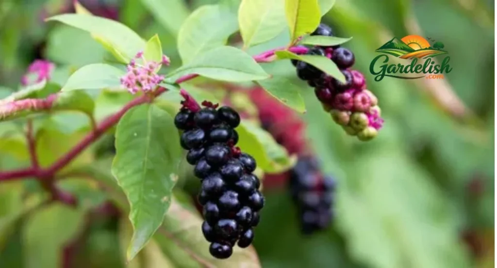 pokeweed look alikes (1)