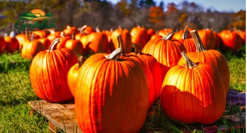 pumpkin shortage