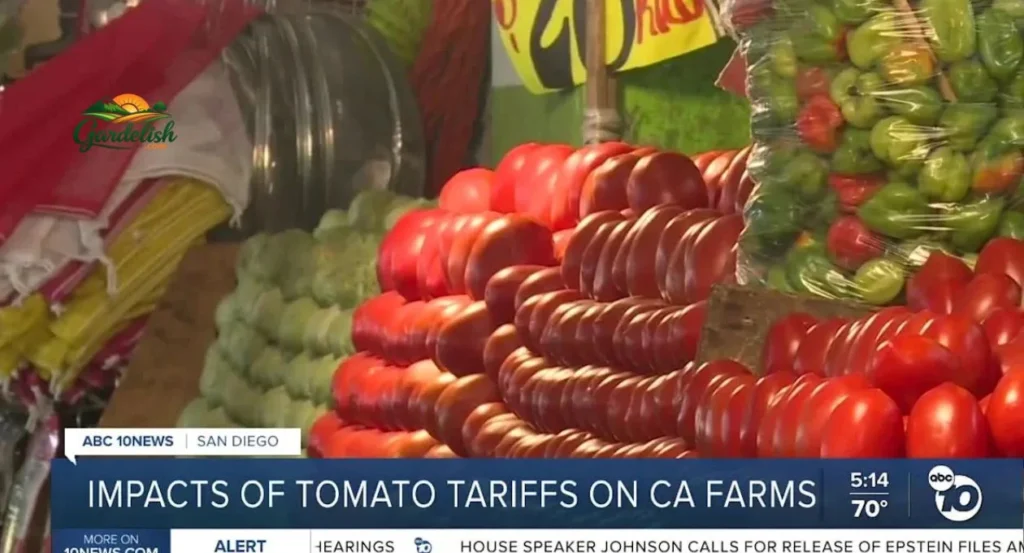 tomatoes shortage