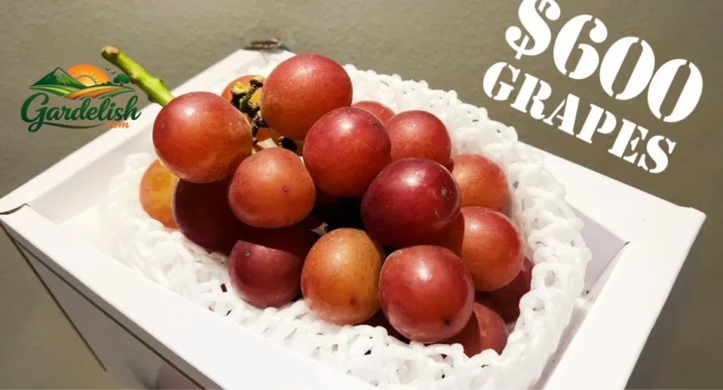 why are grapes so expensive