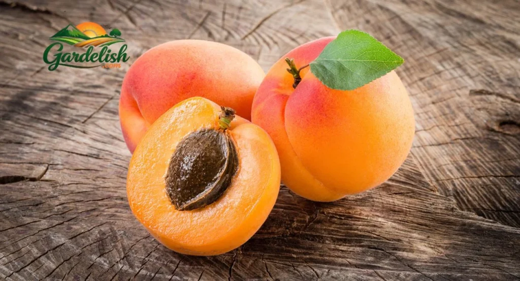 apricot shortage