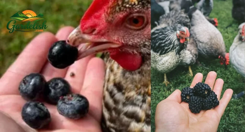 Can Chickens Have Blackberries