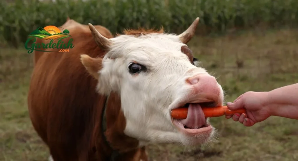 Can Cows Eat Carrots