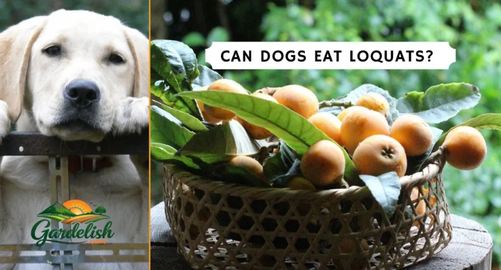 Can Dogs Eat Loquats