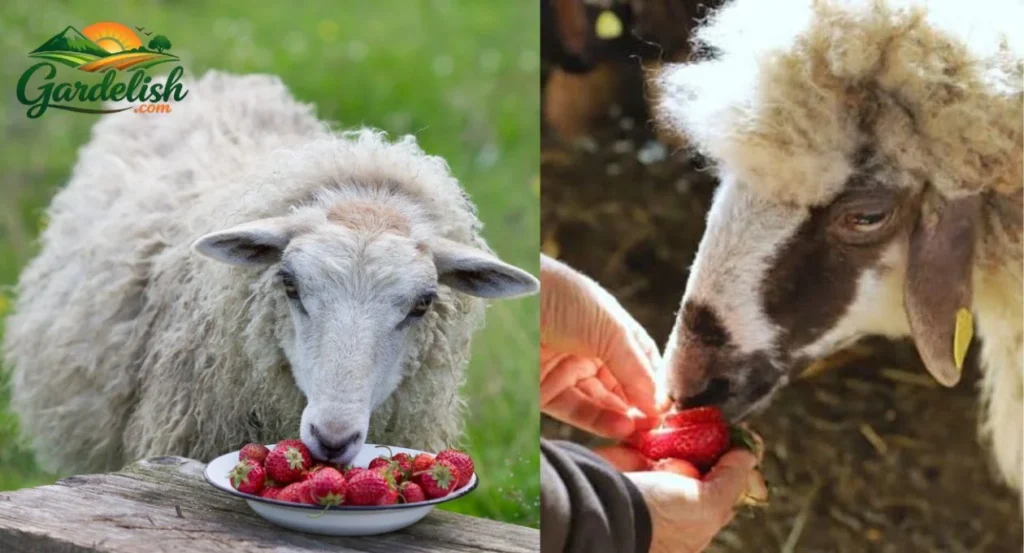 Can Sheep Eat Strawberries