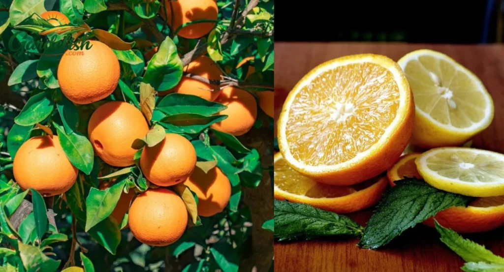 Citrus crop forecast