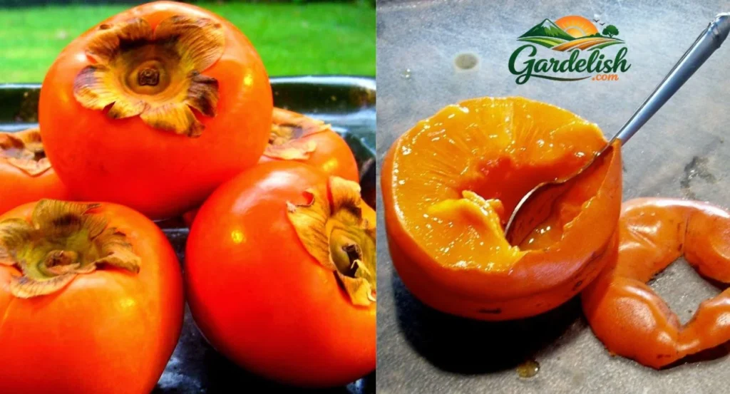 The Fruit That Looks Like a Tomato