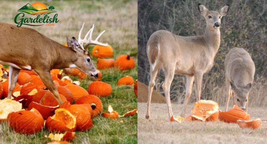Do Deer Like Pumpkins