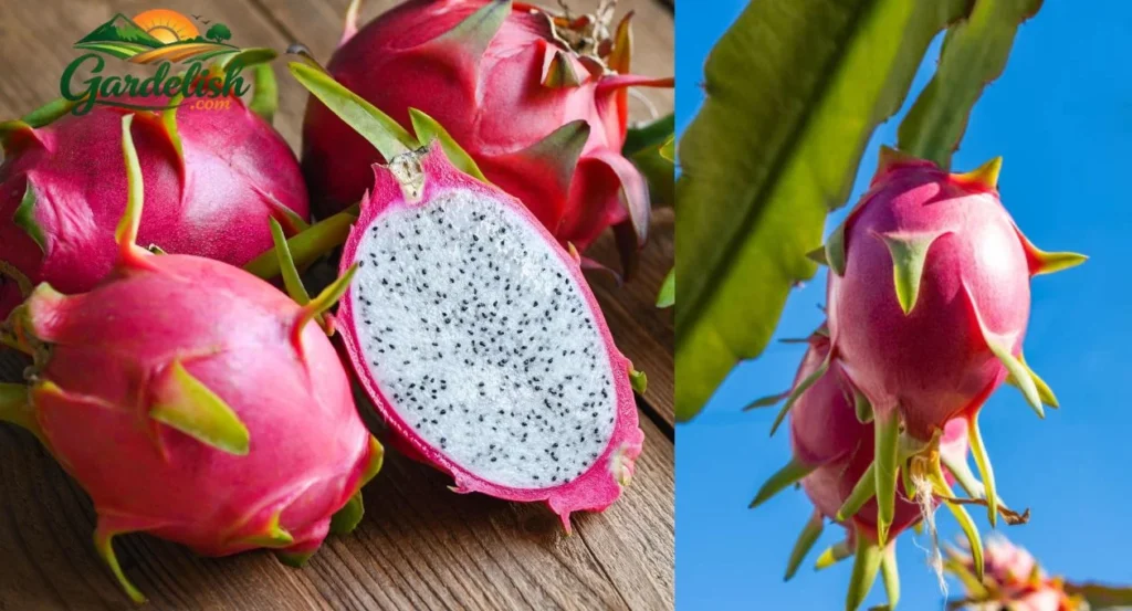 Dragon Fruit Shortage