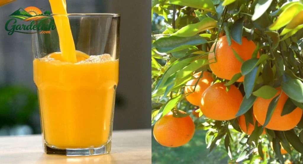 Florida orange crop update