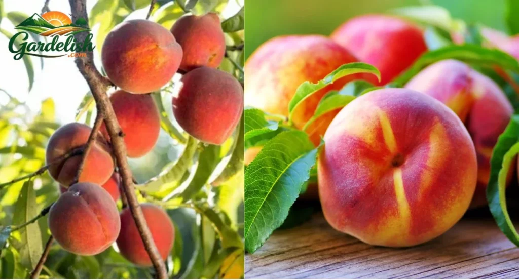 Georgia peach crop