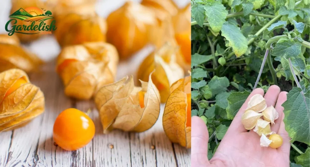 Ground Cherries