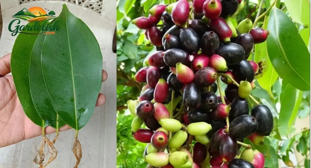 Java Plum Shortage