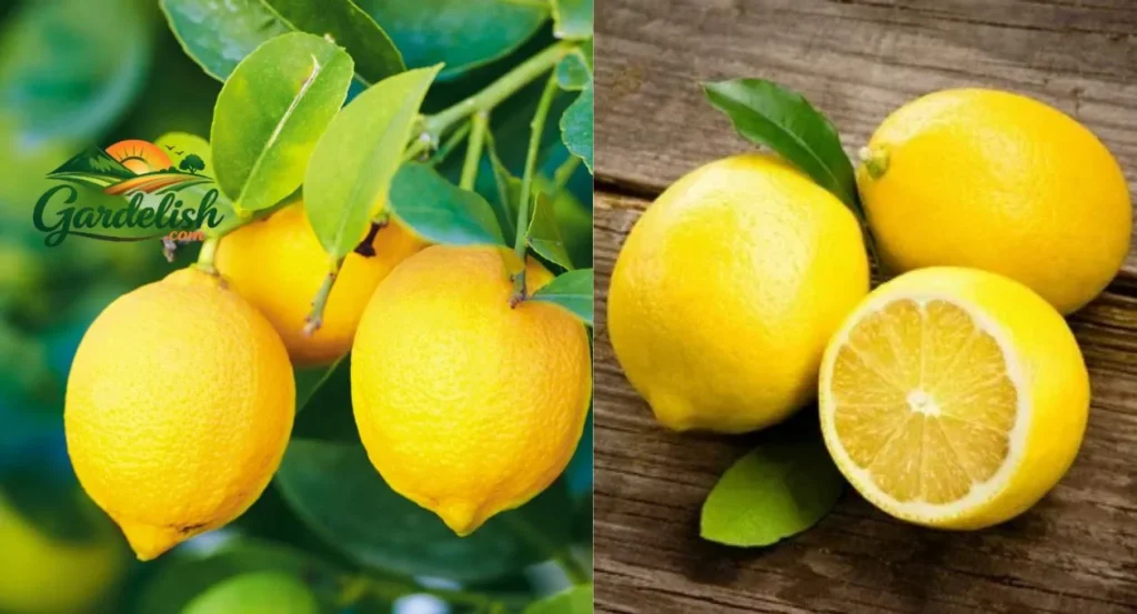 Lemon Shortage