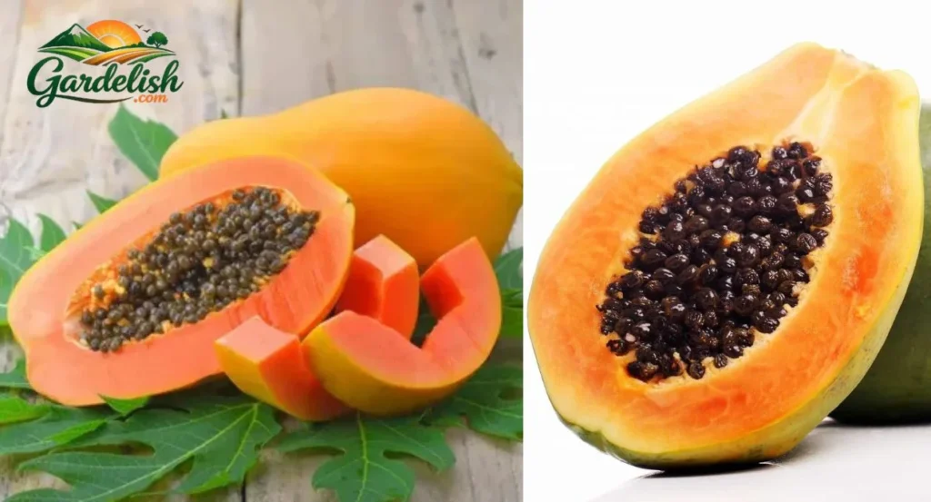 Papaya Shortage