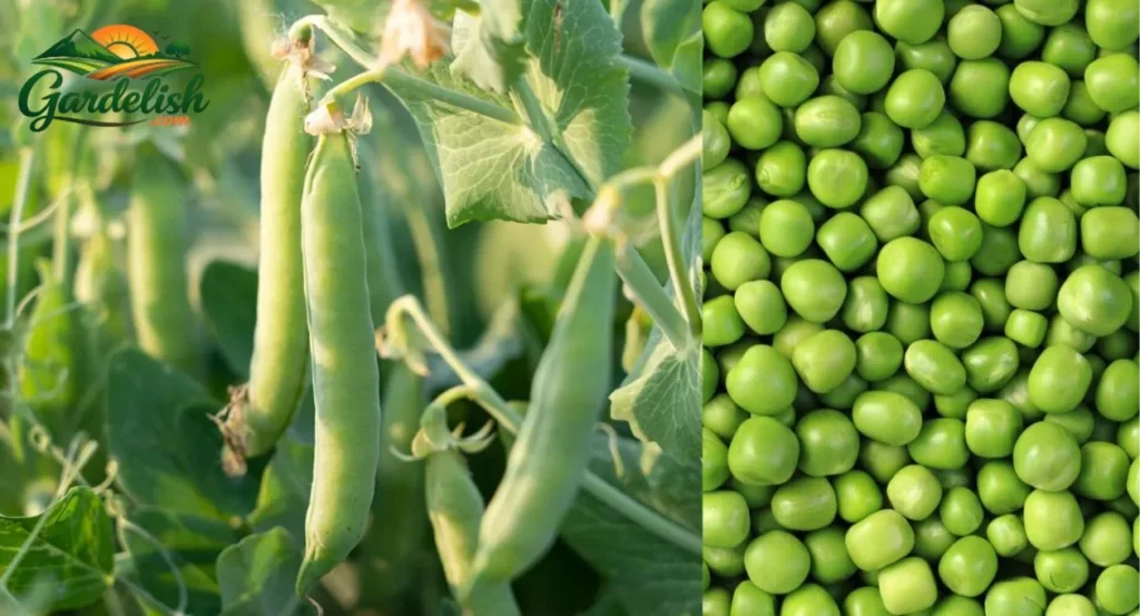Pea Shortage