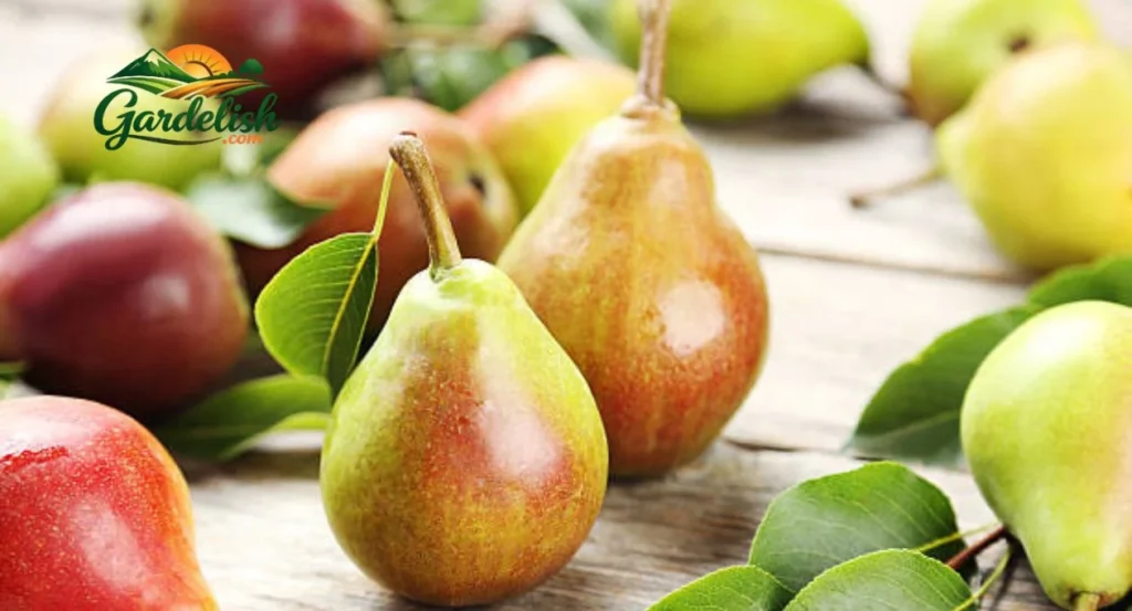Pears Shortage