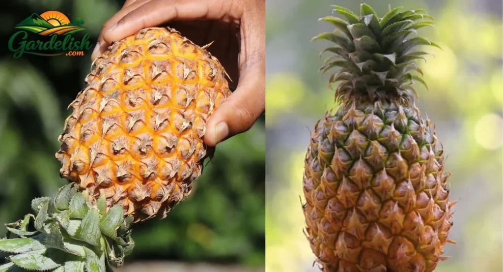 Pineapple Shortage