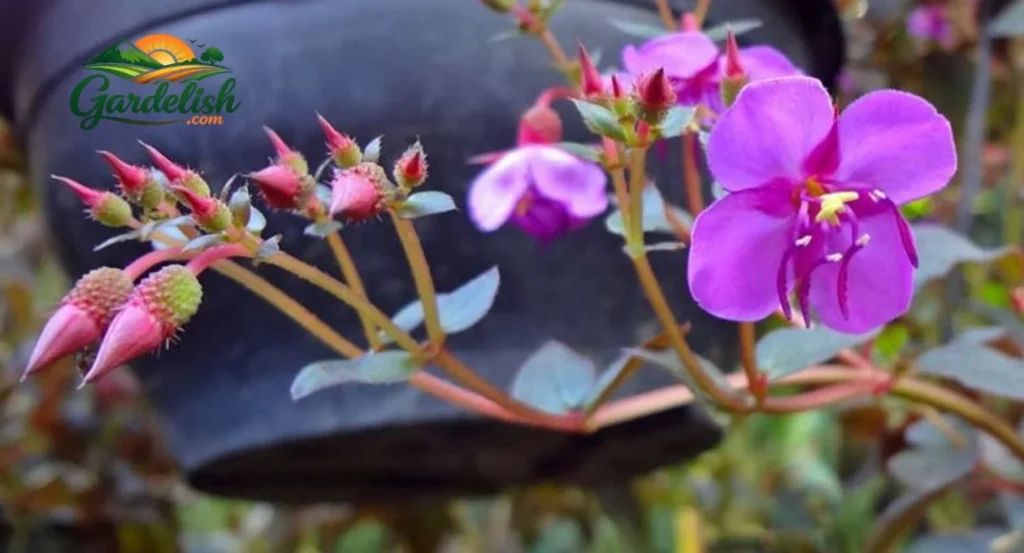 spanish shawl plant