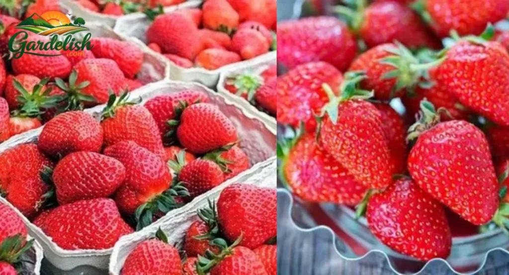 Strawberry prices rising