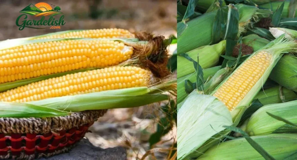Sweet Corn Shortage