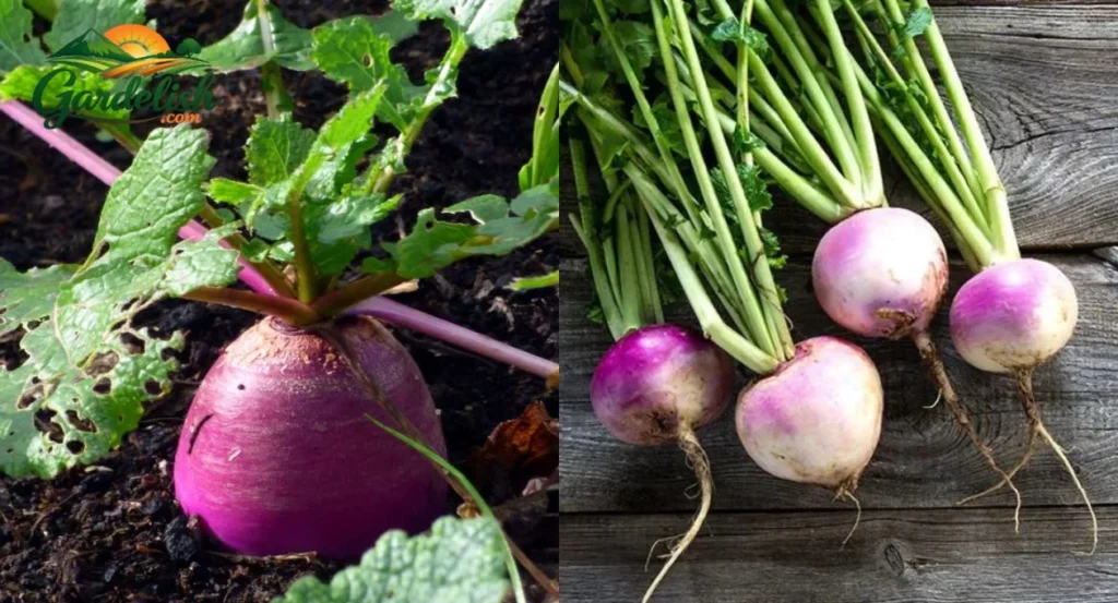Turnip Shortage