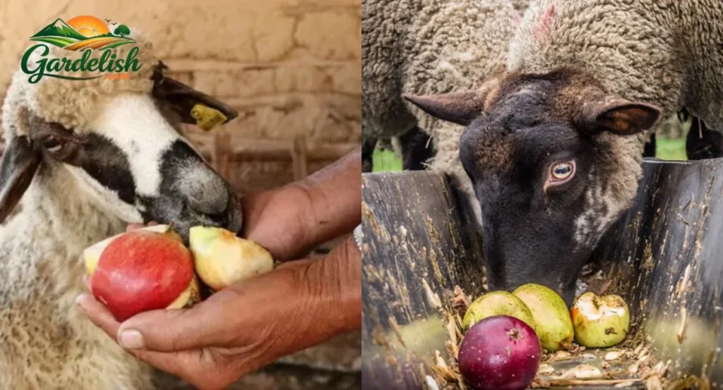 Can Sheep Eat Apples