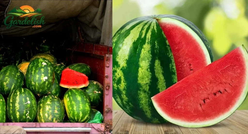 Watermelon Shortage