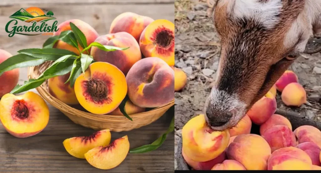 Can Goats Eat Peaches