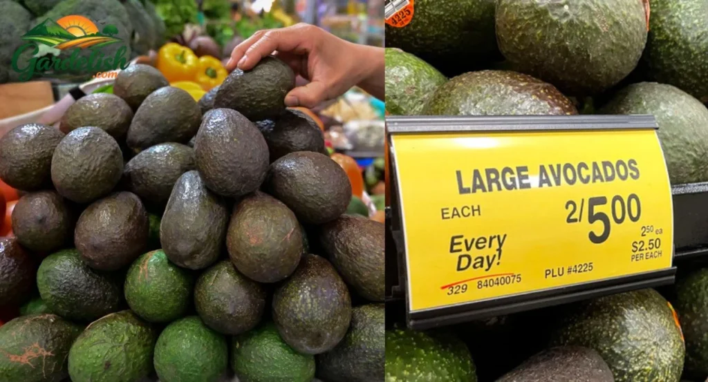 Why are avocados so expensive