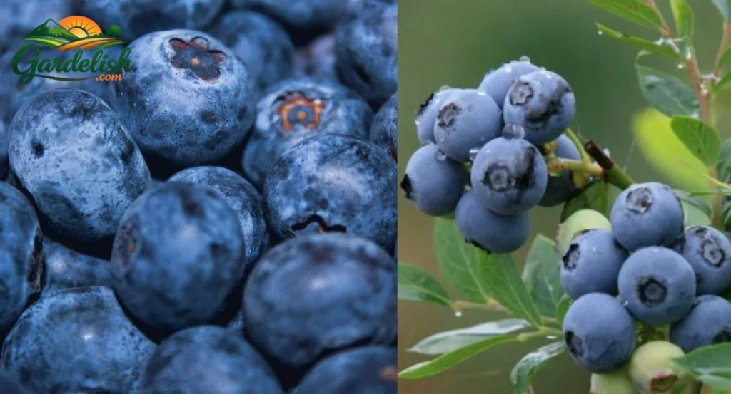 Why are blueberries so expensive