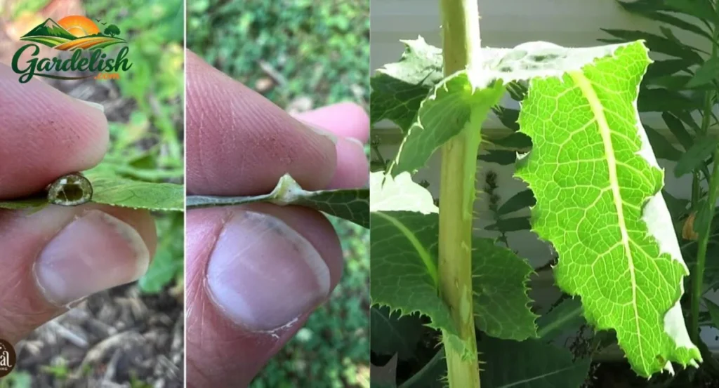Wild Lettuce Look Alikes