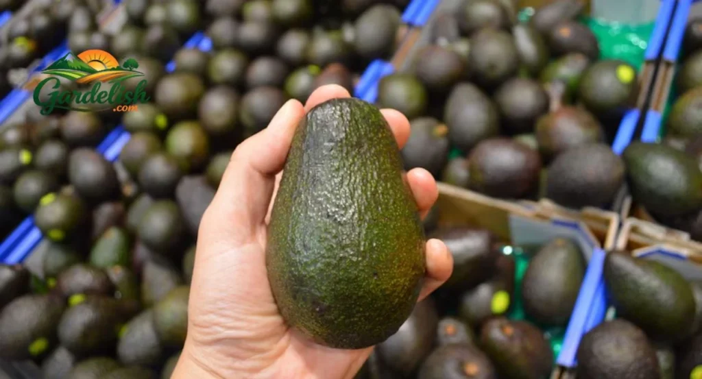 avocado shortage