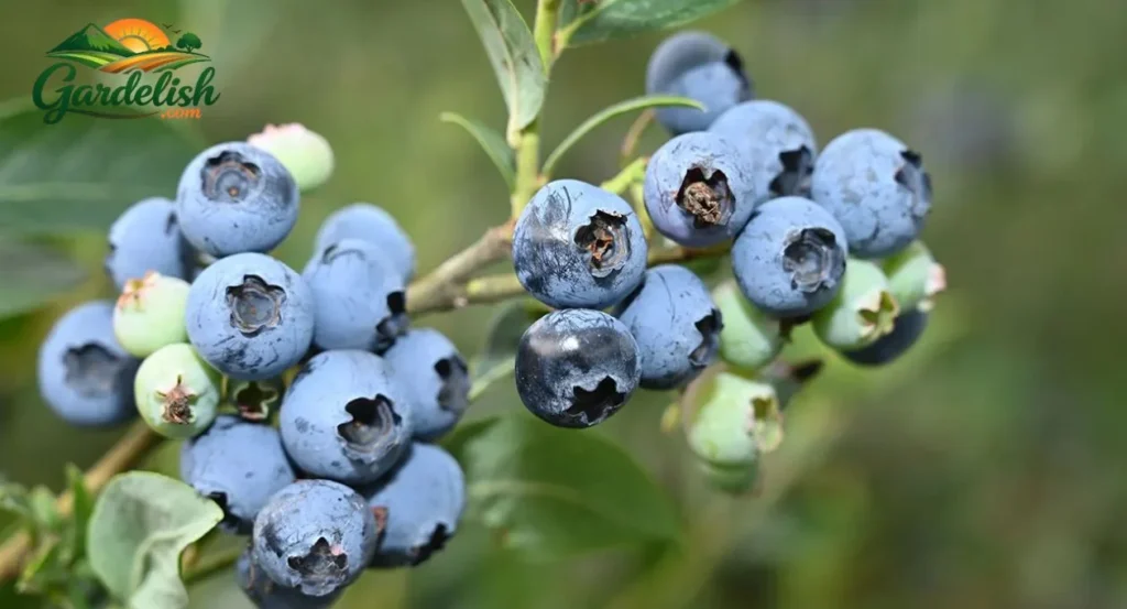 blueberry shortage