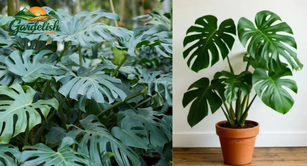 monstera plant