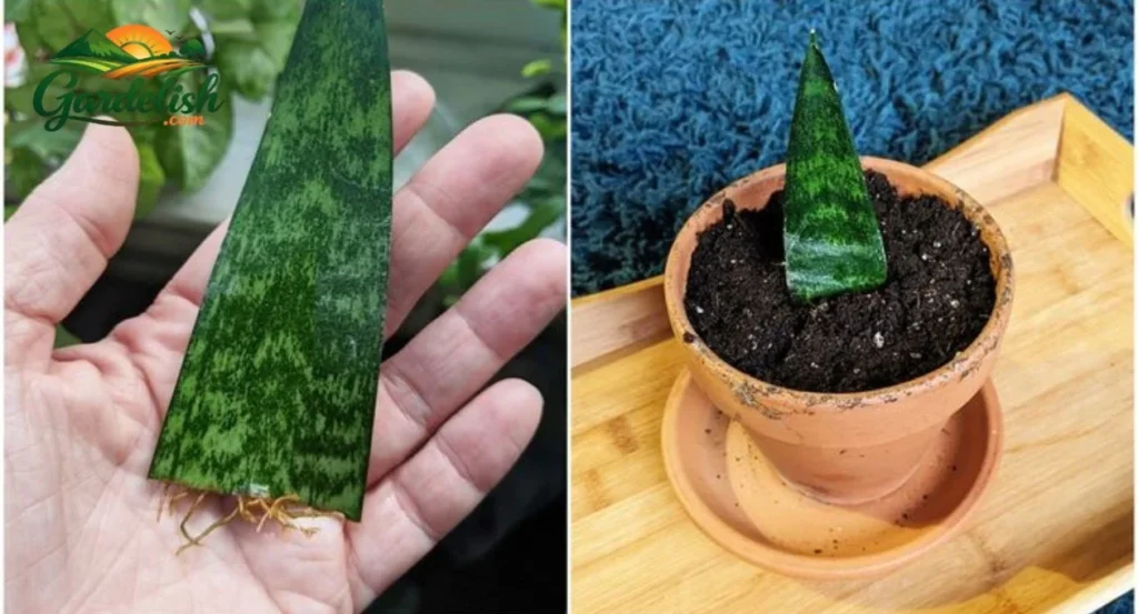 propagate snake plant