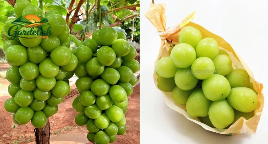 shine muscat