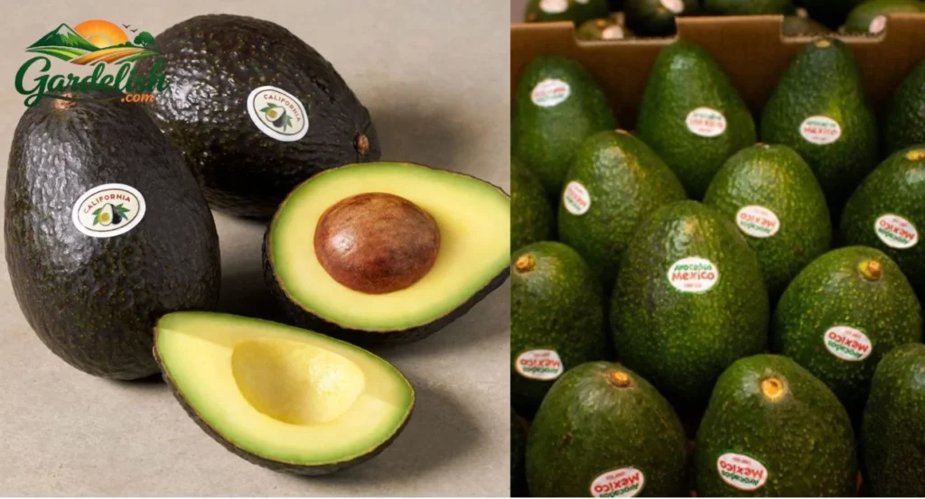 Avocado supply update
