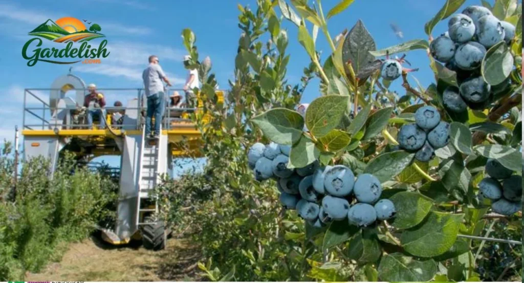 Blueberry harvest forecast