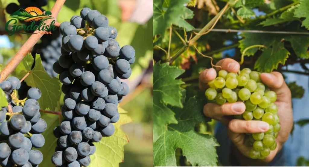 Grape harvest forecast