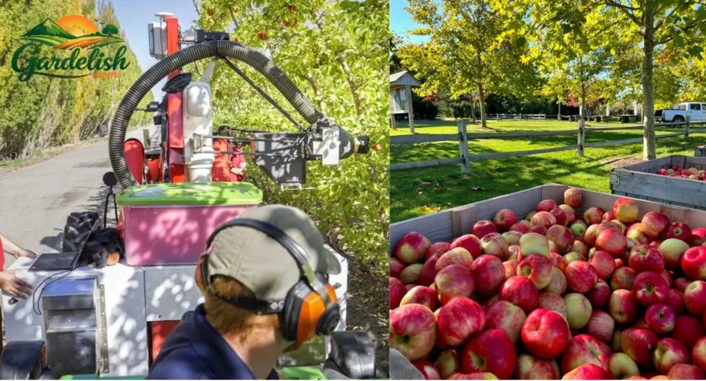 Washington apple harvest