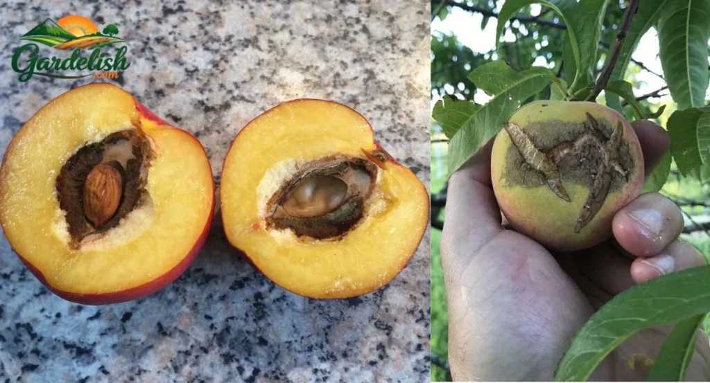 why are my peaches cracking
